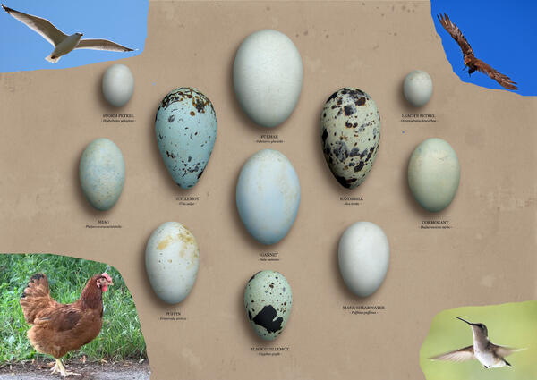 Форма птичьих яиц зависит от скорости полета птиц.