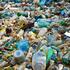 Личинка моли поможет в борьбе с пластиковыми отходами